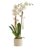  Beyaz Seramik Saksıda Beyaz Orkide (2 Dal - ~ 80 cm)