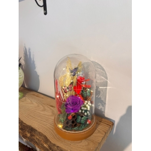 Fanusta Mor Solmayan Gerçek Gül