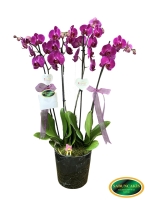  Seramik Saksıda Mor Orkide (4 Dal - ~ 80 cm)
