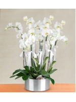  Metal Saksıda Beyaz Orkide (6 Dal - ~ 80 cm)