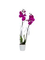  Beyaz Seramik Saksıda Beyaz Kurdeleli Büyük Pembe Orkide (2 Dal - ~ 85 cm)