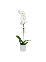  Beyaz Seramik Saksıda Tek Dal Beyaz Orkide (~60 cm)