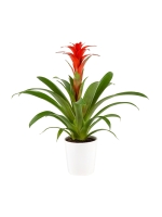  Beyaz Seramik Saksıda Guzmania Çiçeği (~60 cm)