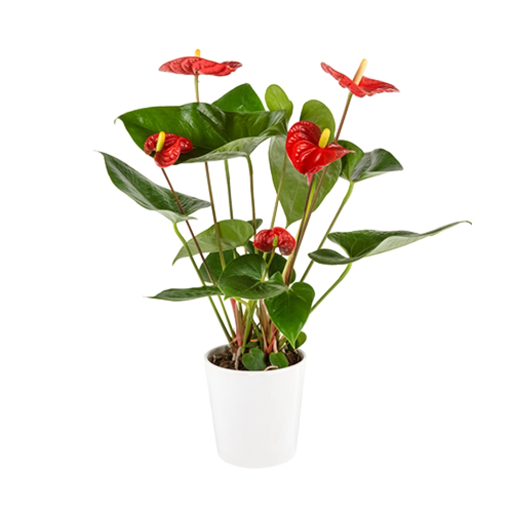  Beyaz Seramik Saksıda Kırmızı Antoryum (~50 cm)