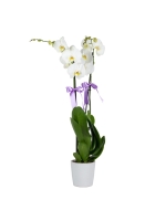  Beyaz Seramik Saksıda Lila Kurdeleli Büyük Beyaz Orkide (2 Dal - ~ 85 cm)