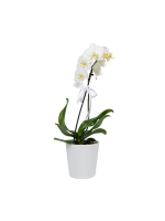  Beyaz Seramik Saksıda Tek Dal Midi Orkide (~ 50 cm)