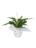  Beyaz Tülle Sarılı Saksıda Spathiphyllum - Barış Çiçeği (~54 cm)