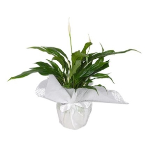 Beyaz Tülle Sarılı Saksıda Spathiphyllum - Barış Çiçeği (~54 cm)