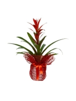  Kırmızı - Siyah Tergalde Guzmania (~ 55 cm)