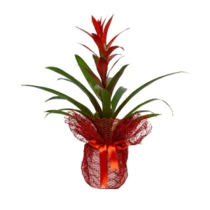 Kırmızı - Siyah Tergalde Guzmania (~ 55 cm)