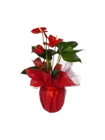  Kırmızı Tüllü Saksıda Kırmızı Antoryum (~51 cm)