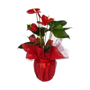 Kırmızı Tüllü Saksıda Kırmızı Antoryum (~51 cm)