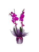  Mor Tülle Sarılı Saksıda Mor Orkide (2 Dal - ~75 cm)
