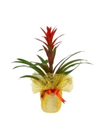  Sarı - Beyaz Tergalde Guzmania (~ 55 cm)
