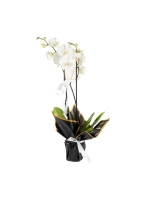  Siyah Ambalaja Sarılı Seramik Saksıda Mor Orkide (2 Dal - ~80 cm)
