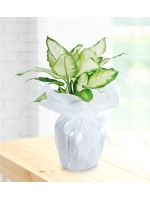 Beyaz Seramik Saksıda Dieffenbachia Bitkisi (~38 cm)