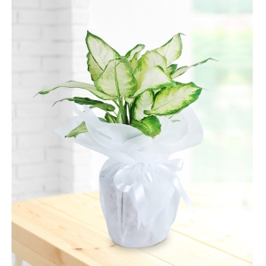 Beyaz Seramik Saksıda Dieffenbachia Bitkisi (~38 cm)