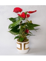  Saksıda Antoryum Bitkisi (~ 50 cm)