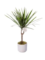  Krem Büyük Dekoratif Saksıda Dracena Bitkisi (~105 cm)