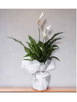  Beyaz Telada Spathiphyllum (~ 62 cm)