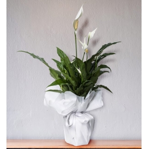 Beyaz Telada Spathiphyllum (~ 62 cm)