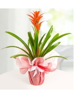  Yeşil Kırmızı Tergele Sarılı Saksıda Guzmania Çiçeği (~60 cm)