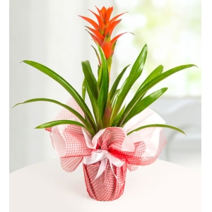 Yeşil Kırmızı Tergele Sarılı Saksıda Guzmania Çiçeği (~60 cm)