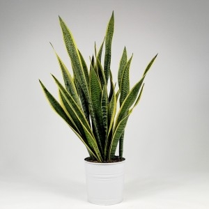 Dekoratif Saksıda Paşa Kılıcı Bitkisi (~ 40 cm)