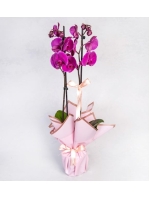  Pembe Kağıda Sarılı Saksıda Mor Orkide (2 Dal - ~ 80 cm)
