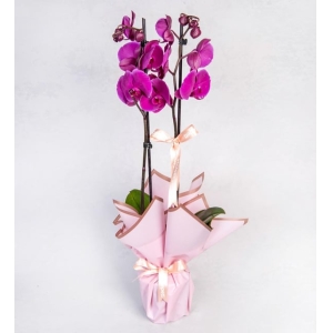 Pembe Kağıda Sarılı Saksıda Mor Orkide (2 Dal - ~ 80 cm)