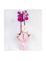  Pembe Ambalaja Sarılı Seramik Saksıda Mor Orkide (2 Dal - ~80 cm)