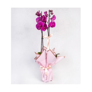 Pembe Ambalaja Sarılı Seramik Saksıda Mor Orkide (2 Dal - ~80 cm)
