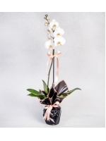  Saksıda Tek Dal Beyaz Phalanopsis Orkide (~ 80 cm)