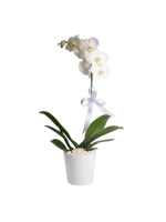  Beyaz Tülle Sarılı Saksıda Tek Dal Beyaz Orkide (2 Dal - ~75 cm)