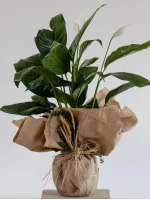 Kraft Ambalajlı Şık Barış Çiçeği (Spathiphyllum)