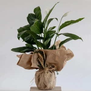 Kraft Ambalajlı Şık Barış Çiçeği (Spathiphyllum)