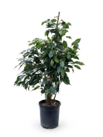 Orta Boy Canlı Ficus Benjamin Ağacı