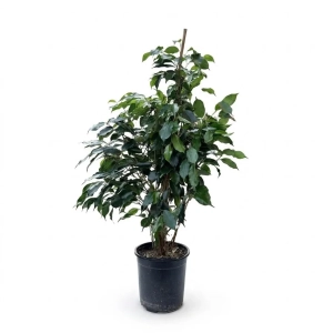 Orta Boy Canlı Ficus Benjamin Ağacı