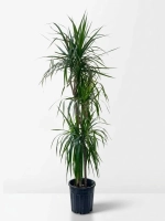 3 Köklü Büyük Boy Canlı Dracaena Marginata (Ejder Ağacı)
