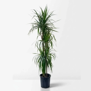 3 Köklü Büyük Boy Canlı Dracaena Marginata (Ejder Ağacı)