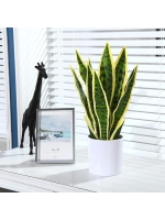  Seramik Saksıda Kılıç Çiçeği (~ 42 cm)