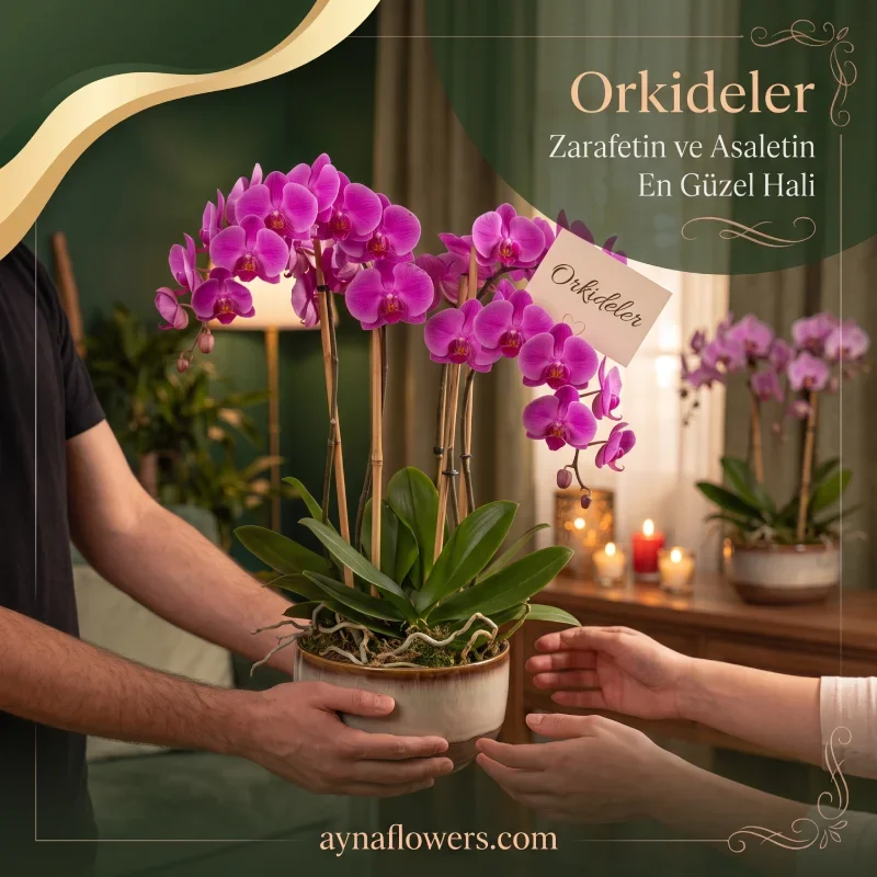 Gül Buketleri ve Orkideler