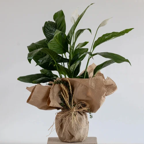 Kraft Ambalajlı Şık Barış Çiçeği (Spathiphyllum)